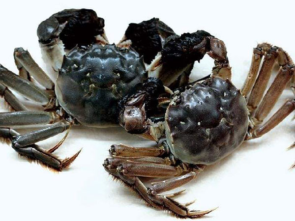 大闸蟹